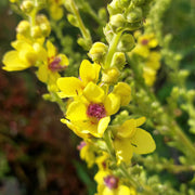 Mullein Verbascum Seeds
