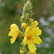 Mullein Verbascum Seeds