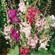 Oxtail Verbascum Seeds
