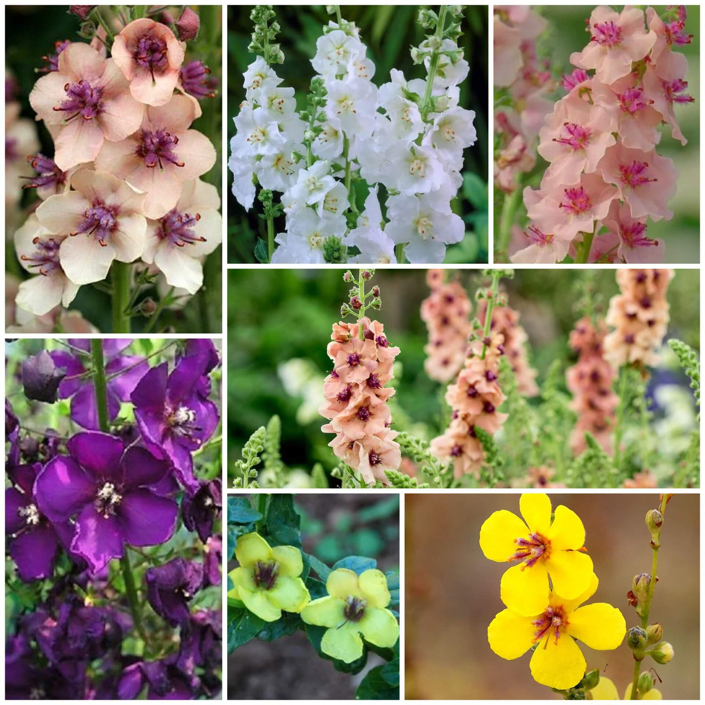 Verbascum Seeds - All In One For Home Gardens