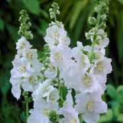 Verbascum Seeds - All In One For Home Gardens