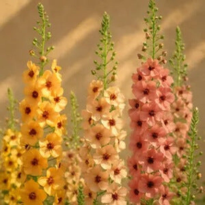 Antique Rose Verbascum Seeds