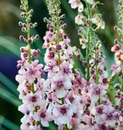 Antique Rose Verbascum Seeds