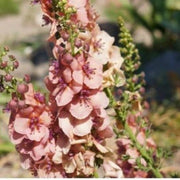 Cream Verbascum Seeds
