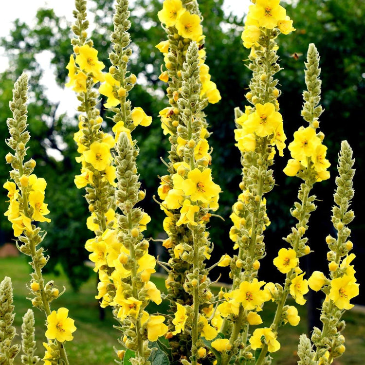 Great Mullein Verbascum Seeds