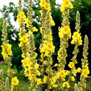 Great Mullein Verbascum Seeds