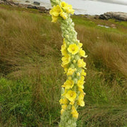 Great Mullein Verbascum Seeds