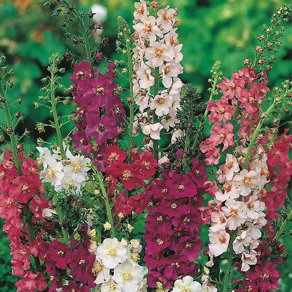 Mixed Verbascum Seeds