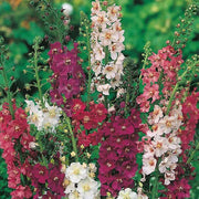 Mixed Verbascum Seeds