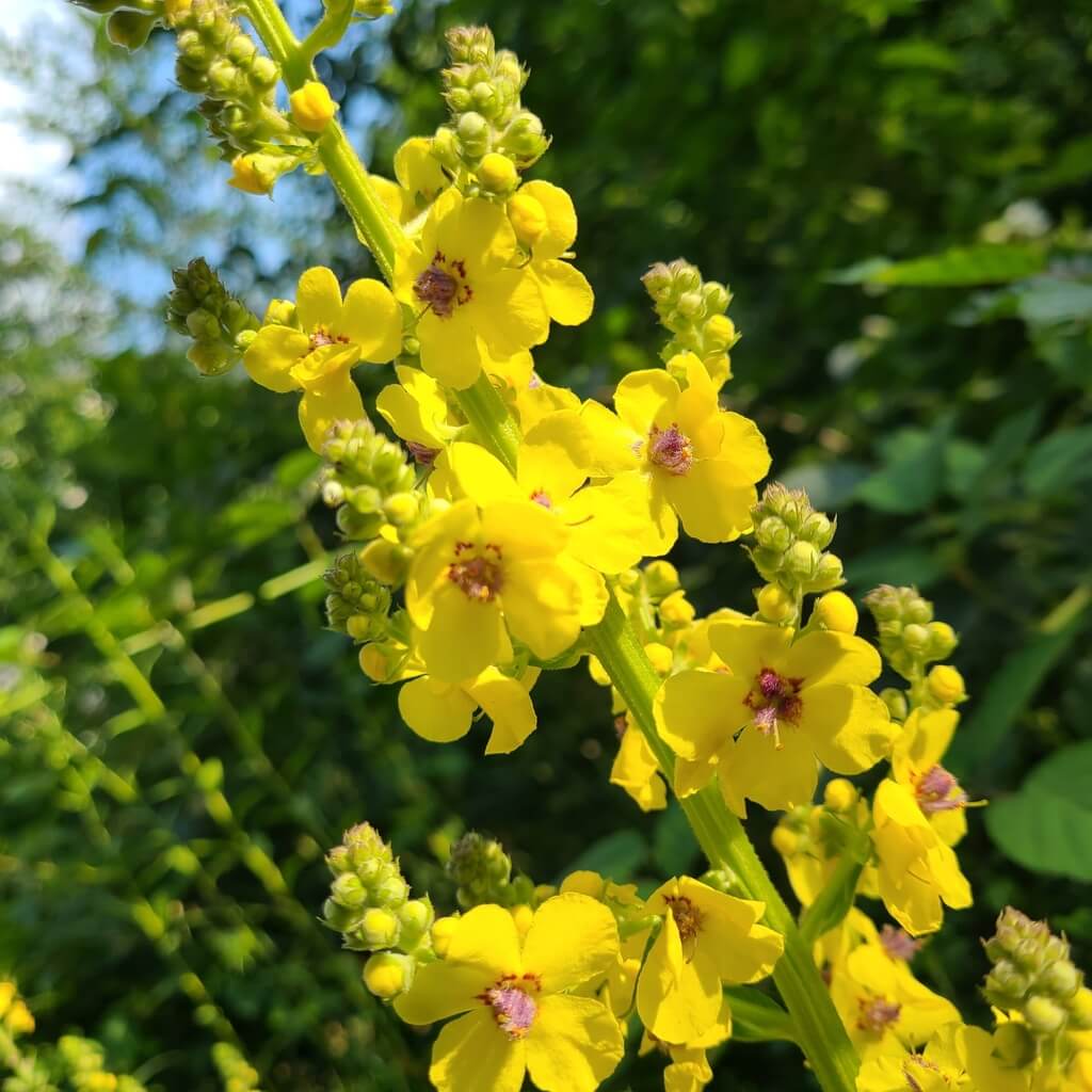 Mullein Verbascum Seeds