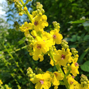 Mullein Verbascum Seeds