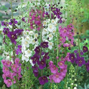 Oxtail Verbascum Seeds