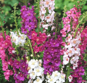 Oxtail Verbascum Seeds