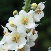 White Bride Verbascum Seeds
