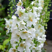 White Bride Verbascum Seeds