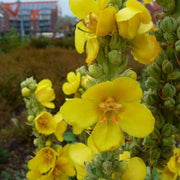 Yellow Thapsus Verbascum Seeds