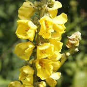 Yellow Thapsus Verbascum Seeds