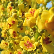 Yellow Verbascum Thapsus Seeds, Herbal