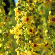 Yellow Verbascum Thapsus Seeds, Herbal