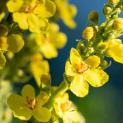 Yellow Verbascum Thapsus Seeds, Herbal