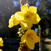 Yellow Thapsus Verbascum Seeds