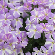 Lavender White Verbena Seeds