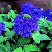 Blue Lagoon Verbena Seeds