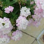 Light Pink Verbena Seeds