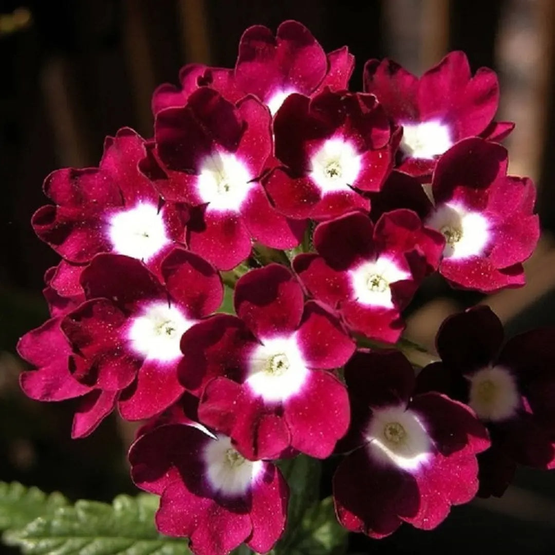 Logro Burgundy Verbena Seeds