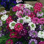 Mixed Color Verbena Seeds