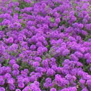 Moss Verbena Seeds