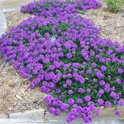 Moss Groundcover Verbena Seeds