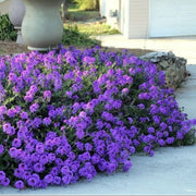 Moss Groundcover Verbena Seeds