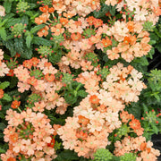 Peach Verbena Seeds