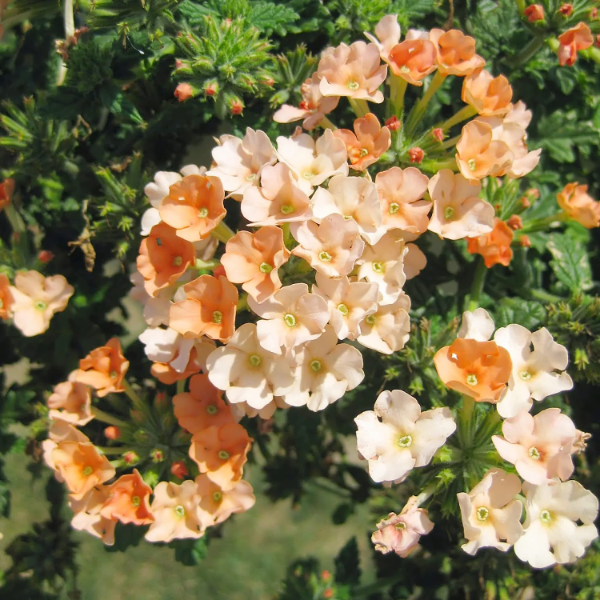 Peaches and Cream Verbena Seeds