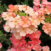 Peaches and Cream Verbena Seeds