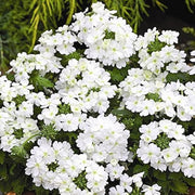 Pure White Verbena Seeds
