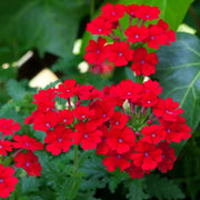 Scarlet Red Verbena Seeds