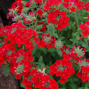 Scarlet Red Verbena Seeds