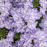 Lavender White Verbena Seeds