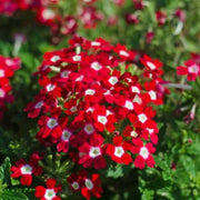 Red White Verbena Seeds