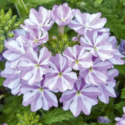 Lavender White Verbena Seeds
