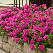 Pink Verbena Seeds