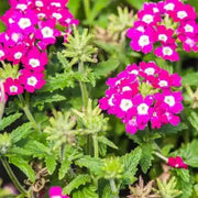 Verbena Seeds - All In One For Home Gardens