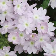 Verbena Seeds - All In One For Home Gardens