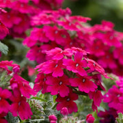 Dark Pink Verbena Seeds