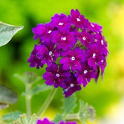 Dark Purple Verbena Seeds