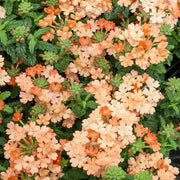 Light Orange Verbena Seeds