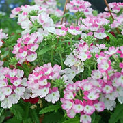 Light Pink Verbena Seeds