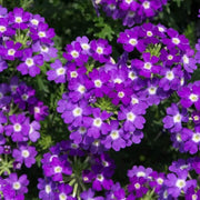 Semi-Trailing Verbena Seeds